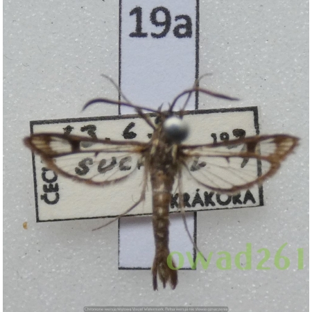 Pyropteron triannuliformis (Freyer, 1843) Czech19a